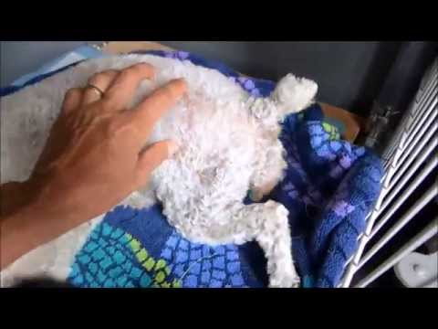 My First Delivery - 5 kiddos!!!! Toy Poodle - Maltipoo puppies!