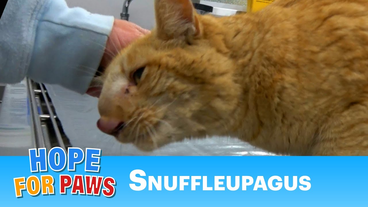 Snuffleupagus had cryptococcus, but thanks to our supporters he is now healthy! 💝