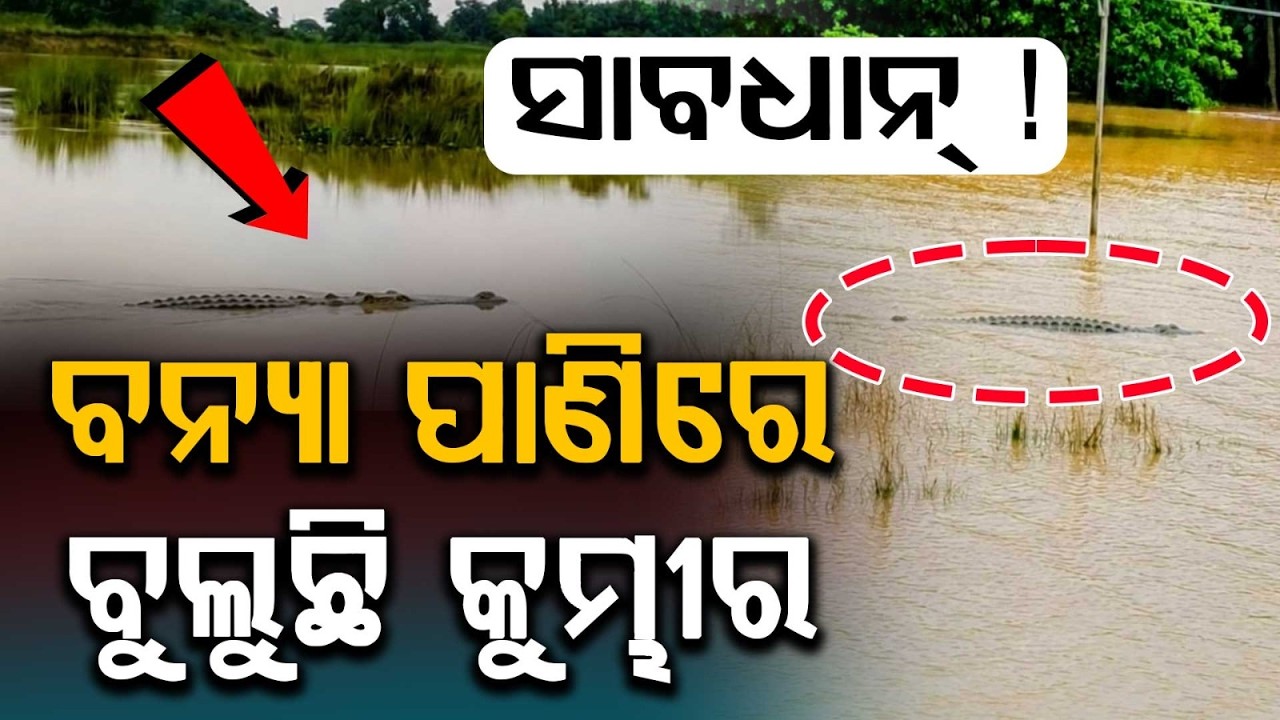 ବନ୍ୟା ପାଣିରେ କୁମ୍ଭୀର... | Crocodile Panic in Flood | Odisha Flood | Argus News