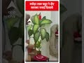 Diwali 2023: मनोहर लाल खट्टर ने दीए जलाकर मनाई दिवाली| Patna Air Pollution | #shorts  - 00:30 min - News - Video