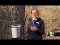 See how Maryland trees were tapped over time to make syrup  - 02:11 min - News - Video