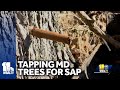 See how Maryland trees were tapped over time to make syrup