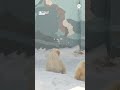 Polar bear cubs make first steps at Siberian zoo  - 00:43 min - News - Video