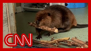 Baby beaver builds makeshift dam to keep her nemesis out