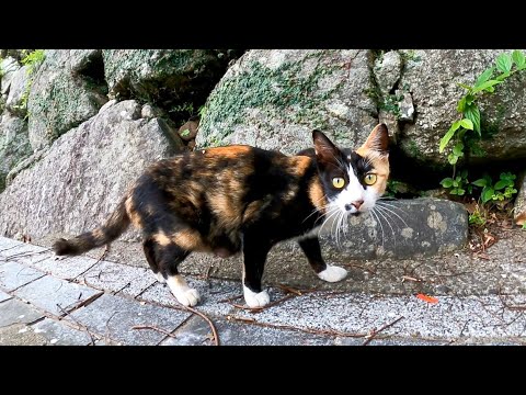 逃げると見せかけて水を飲みに行く三毛猫 そして別の猫も来た まとめちゅーぶ