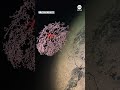 More than 100 new species found on underwater mountains in South Pacific - ABC News  - 00:58 min - News - Video
