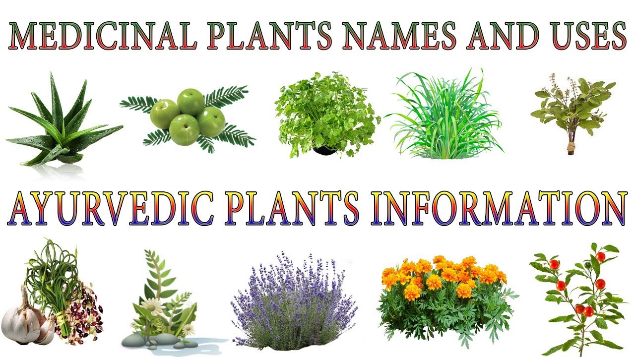 medicinal-plants-and-their-uses