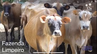 Fazenda Limoeiro - Tradição na produção de leite com gado Jersey - TV JERSEY PGM #53
