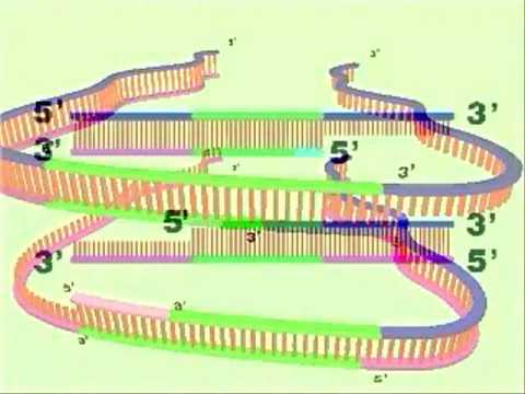 PCR o Reacción en Cadena de la Polimerasa (audio latino) - YouTube