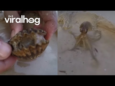 Неочекувано откритие во внатрешноста на малата школка