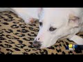 Md. woman adopts abused dog rescued from Iran  - 02:16 min - News - Video