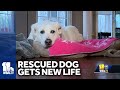 Md. woman adopts abused dog rescued from Iran