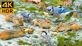 Cat TV for Cats to Watch 😻🐦 Busy Storing Birds, Chipmunks, Squirrels in Fall 🐿 Cat Games 4K HDR