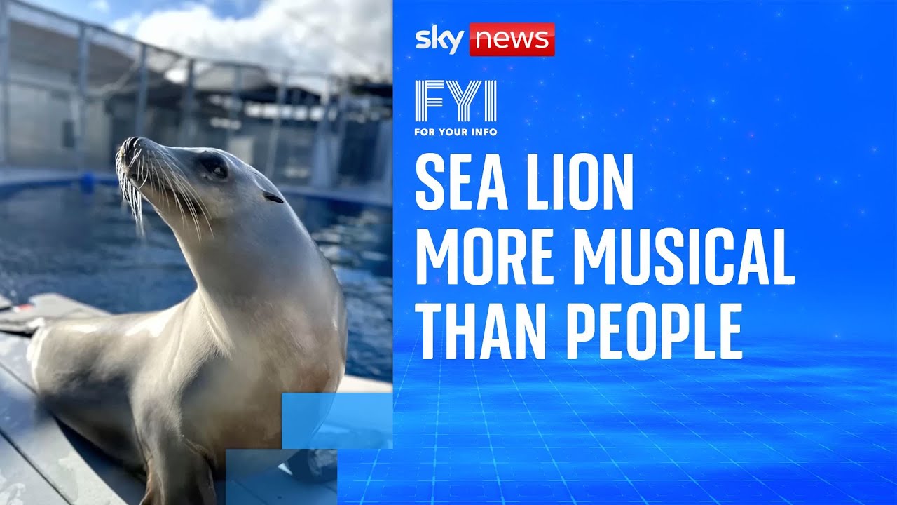 FYI: Sea lion more musical than people