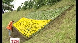 Cамый большой флаг Украины из живых цветов