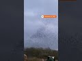 Starling murmuration spotted in UK skies
