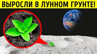 Ученые успешно вырастили растения в лунной почве