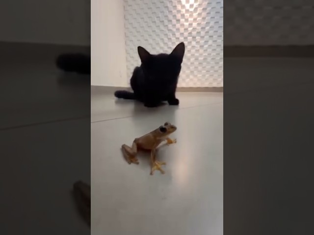 MEU GATO É CAÇADOR☠️