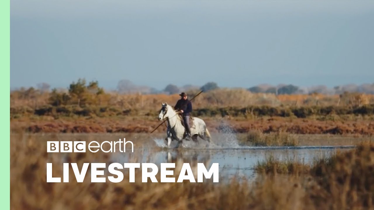 🔴 LIVE: Ride Into Relaxation With The Cowboys of Camargue | BBC Earth