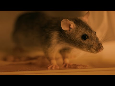 Rodent'