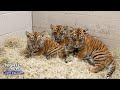 Nashville Zoos newest stars are a trio of Sumatran Tigers | Nightly News: Kids Edition