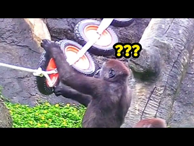 Jabali’s Deep in Thought—Planning His Next Move!呷百二正在思考下一步要怎麼玩，超認真的小臉好可愛！🧠🎮