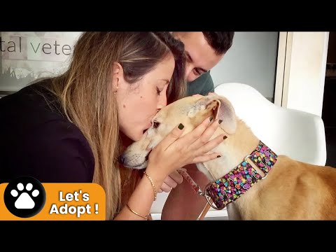 THIS DOG WAS NEVER KISSED IN HER ENTIRE LIFE... UNTIL TODAY