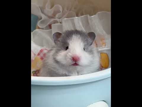 So well-behaved Hakimi #Golden Thread Bear#Cute cute#Cute Pet Debut Plan.#Cute to the poin