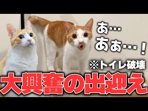 子猫の寂しさと愛情あふれる姿を楽しく解説 サムネイル
