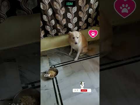 🐕 మమ్మీ చెప్పిందాక తినను 😐 #dog #pets #animals #telugu #trending #viralvideo #youtubeshorts