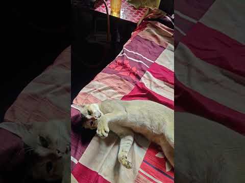 Meri Naughty Billi ke Saath Masti! 😻 #catshorts #cutecat #funnycats