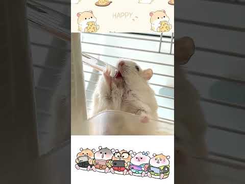 Tips for feeding water to novice hamsters#Golden Thread Bear#Daily sharing of rat keeping#