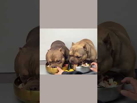 #恶霸犬 #干饭狗的日常 #萌宠出道计划 吃饭