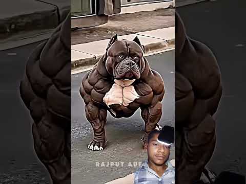 #pitbull #americanbully #pets #bull #memes #trolling #viralshorts #😈😲