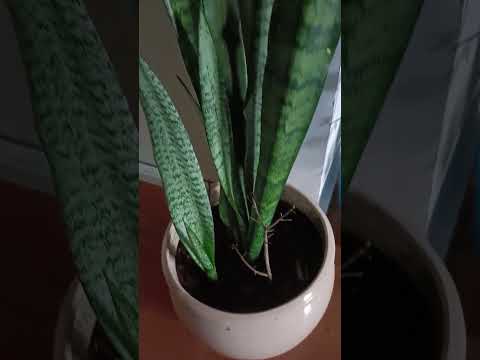 🌱एक पत्ती से अनेक पौधे बन जाएंगे वह है snake plants ☘️💯👍 ||#garden #plants #growth #tips #shorts