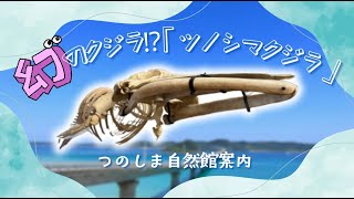 幻のクジラ「ツノシマクジラ」って知ってる？つのしま自然館案内　＃角島