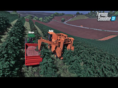 Fazenda simulada #52 | Colheita mecanizada do nosso café | Farming simulator 22