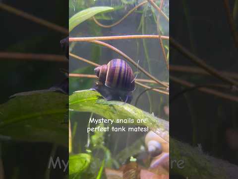 The perfect “friend” for your betta fish! 🩵 