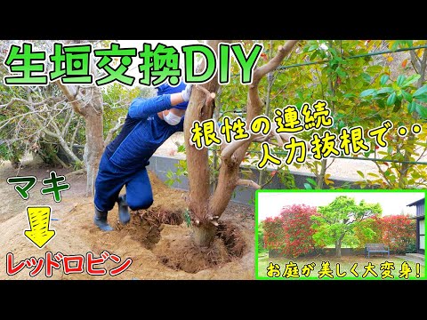 DIYで生垣のマキを抜根してレッドロビンに変えたら、管理の手間が激減してお庭がこんなに明るく綺麗になりました😊♪