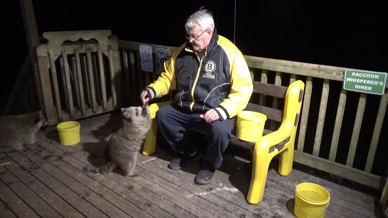 Friday Raccoon Diner Open for business