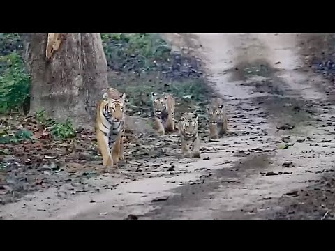 Tiger with cubs | Dhikala Pedwaali Cubs