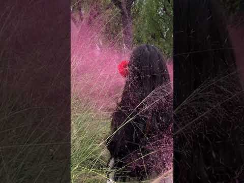 #Tera boyfriend konsa #treanding video #viralvideos video #shortsviral video #