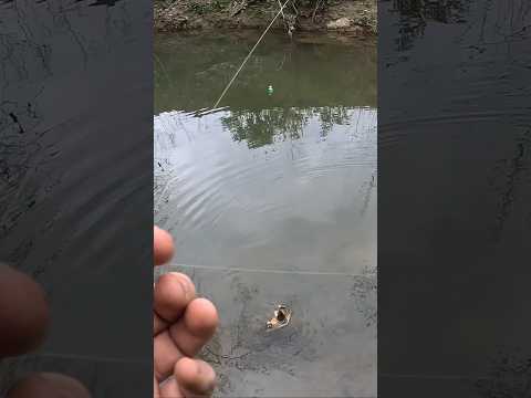 I can't believe I caught this on a dry fly! #fishing #hookem #snappingturtle