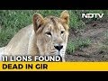 11 Lions Found Dead In Gujarat's Gir Forest