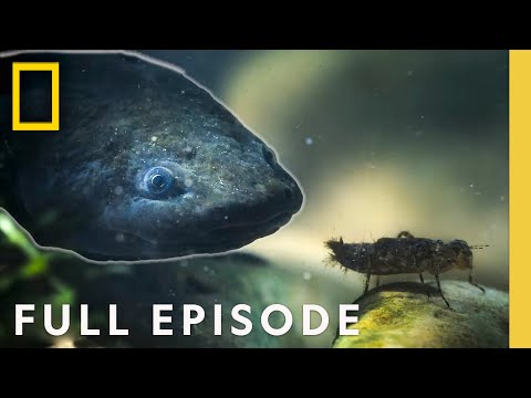 Ryan Reynolds Introduces ‘Superzeroes’ (Full Episode) | Underdogs | National Geographic