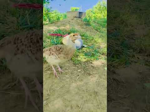 teetar voice 🔥#viral #foryou