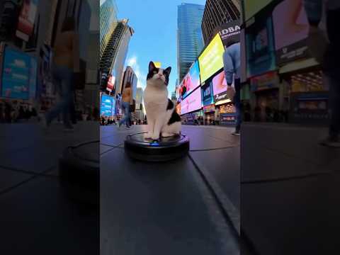 Cat Rides Roomba Through Times Square