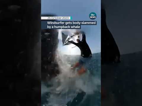 Windsurfer body-slammed by whale #itvnews #news #australia #windsurfing #whales