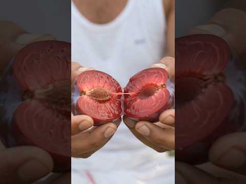 How to Grow a Plum Tree at Home 🍑🌱 | Easy Growing <strong>Guide</strong>#playstation#shorts#agriculture #shortvideo