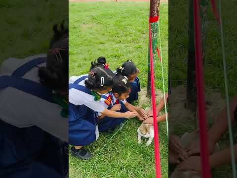 Meow 😸 Meow #meowmeowsong #ভাইরাল #funny